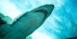 SeaWorld, Shark Encounter, sharks
