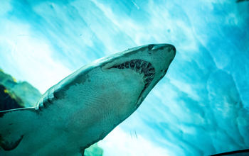 SeaWorld, Shark Encounter, sharks