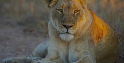 Beautiful lioness 