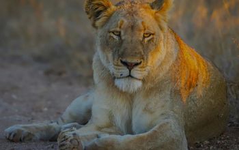 Beautiful lioness 