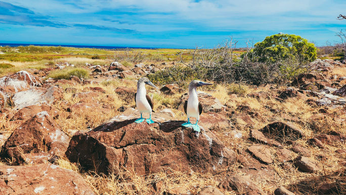 Wildlife during a Galapagos adventure.