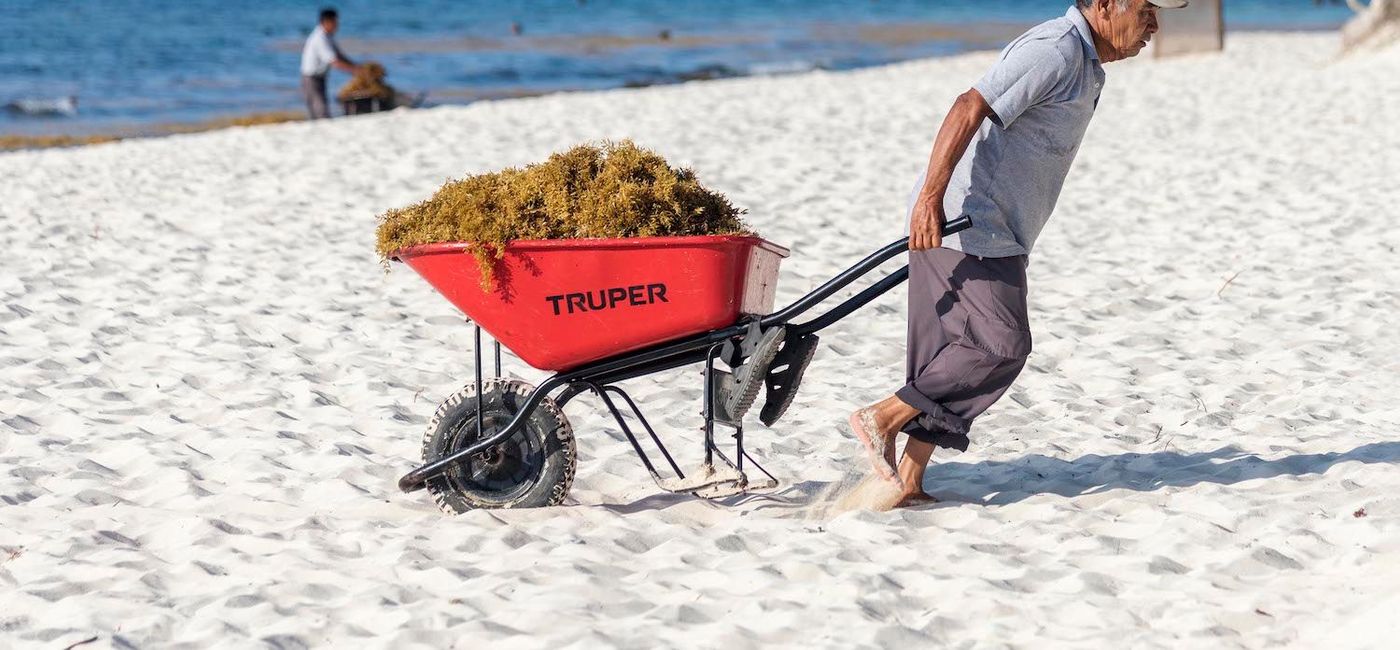 Image: Sargassum removal efforts in Riviera Maya, Mexico. (Photo via Getty Images / Shaun Taylor)