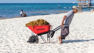 Sargassum Removal in Riviera Maya, Mexico