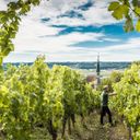 Franconia is famous for winemaking