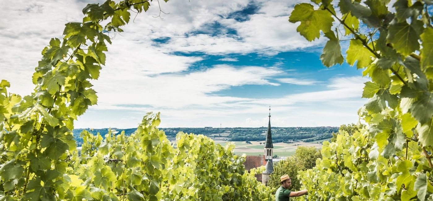 Image: Franconia is famous for winemaking. (photo by Bernhard Huber)