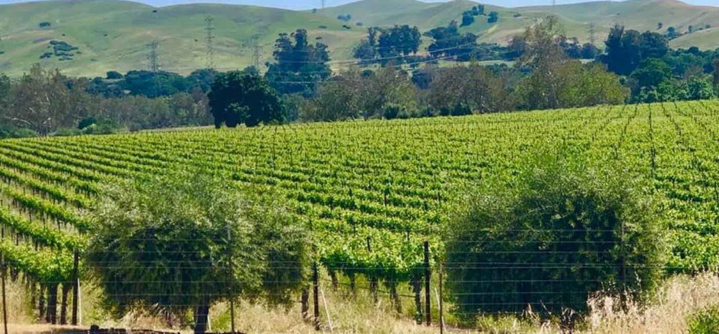 Image: PHOTO: Livermore Valley in California. (Photo by Noreen Kompanik)