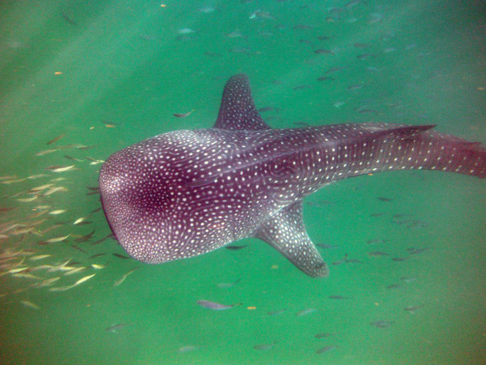 A whale shark swimming near Cancun, Mexico