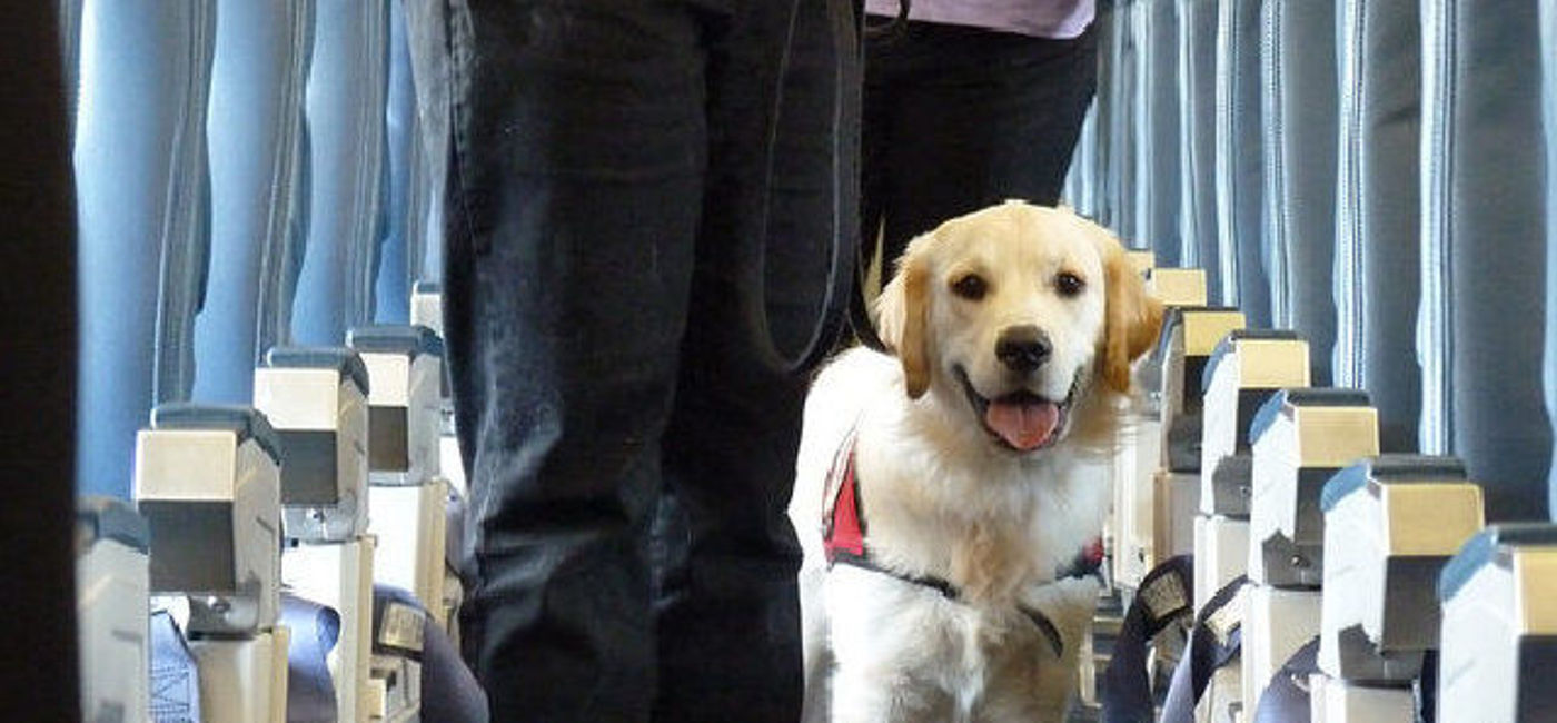 Image: PHOTO: Airport therapy dogs. (photo via Flickr/Can Do Canines)