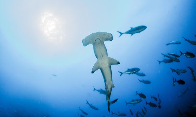 Hammerhead shark at Cocos Island, Costa Rica