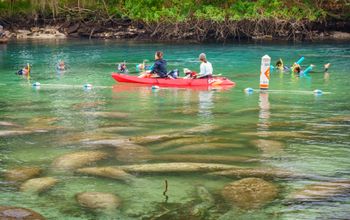 People watch manatees from a kayak and from the water while snorkeling at the Three Sisters Springs in Crystal River, Florida