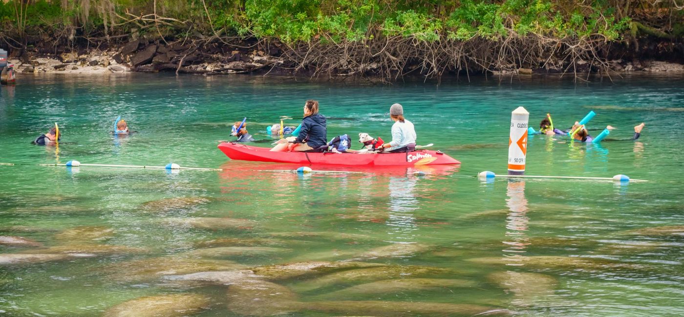 Image: People watch manatees from a kayak and from the water while snorkeling at the Three Sisters Springs in Crystal River, Florida. (photo via benedek/iStock Unreleased)