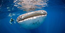 Woman snorkeling with a whale shark in the Maldives