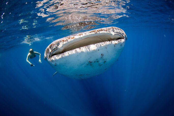 Woman snorkeling with a whale shark in the Maldives