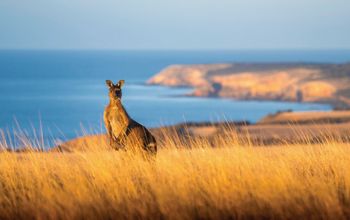 Kangaroo, Kangaroo Island, South Australia, Australia