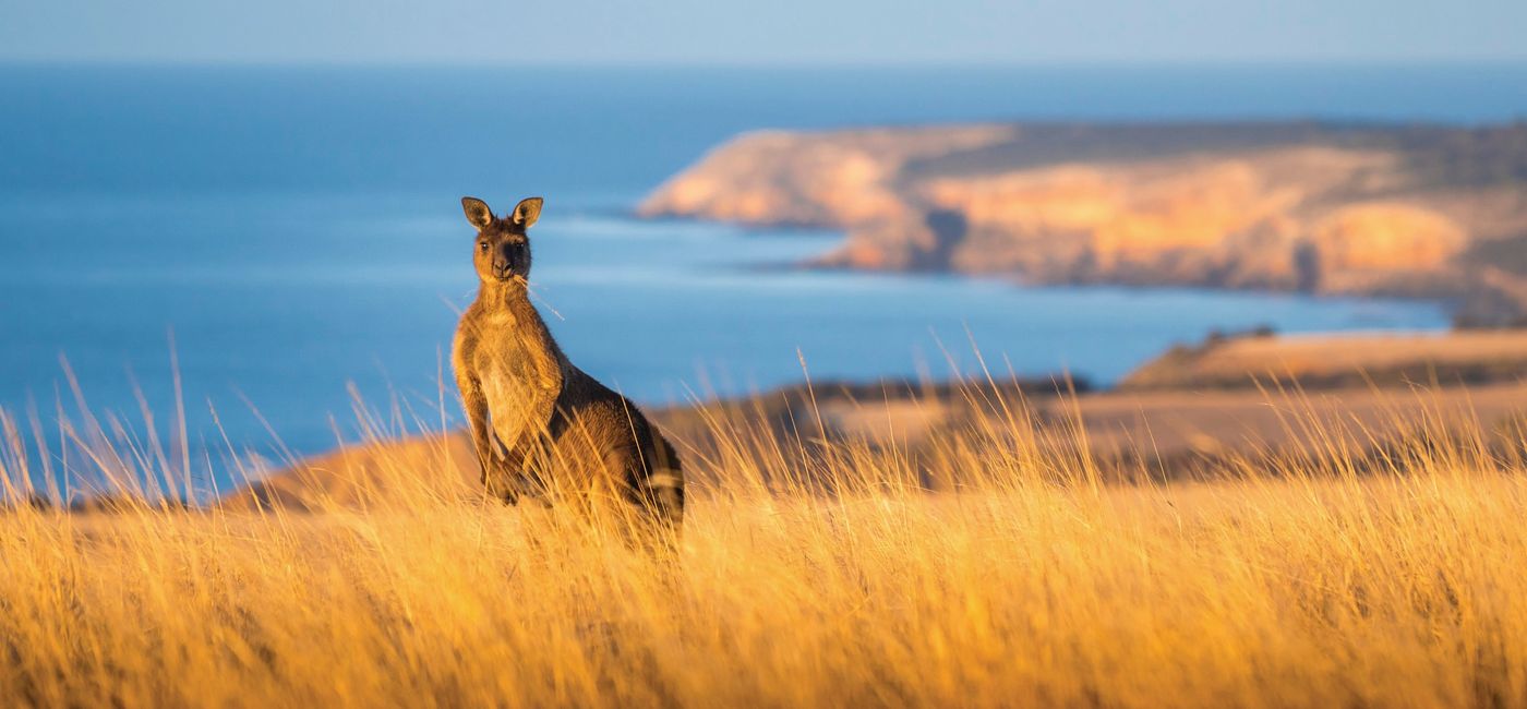 Photo: A kangaroo stands in long grass on Kangaroo Island in South Australia, Australia. (photo via Ben Goode) ((photo via Ben Goode))