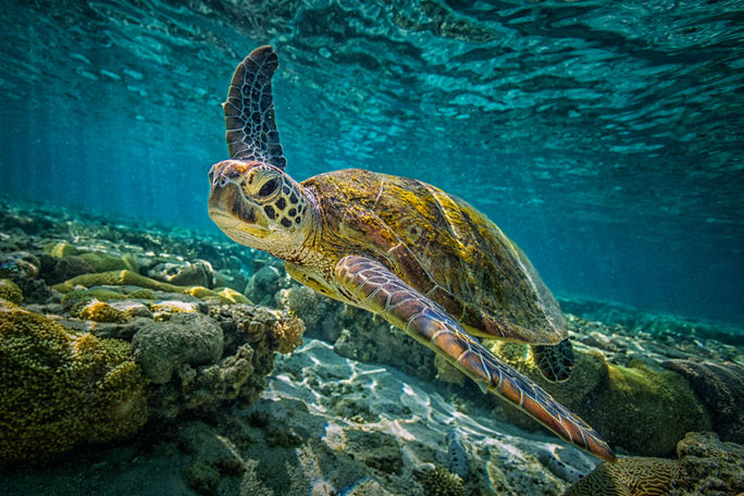 Green sea turtle, sea turtle, ocean, Great Barrier Reef, coral reef, conservation