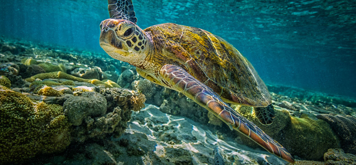 Image: A green turtle swims through the pristine waters of the Great Barrier Reef in Queensland, Australia. (photo via Greg Sullavan / iStock / Getty Images Plus) ((photo via Greg Sullavan / iStock / Getty Images Plus))