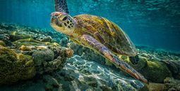 Green sea turtle, sea turtle, ocean, Great Barrier Reef, coral reef, conservation