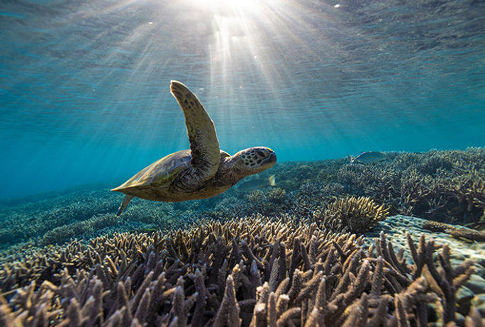 Classic Sydney Rock and Reef Classic Sydney Rock and Reef