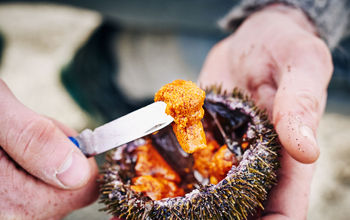 Faroe Islands, Visit Faroe Islands, The Nordics, Nordic cuisine, sea urchin, seafood