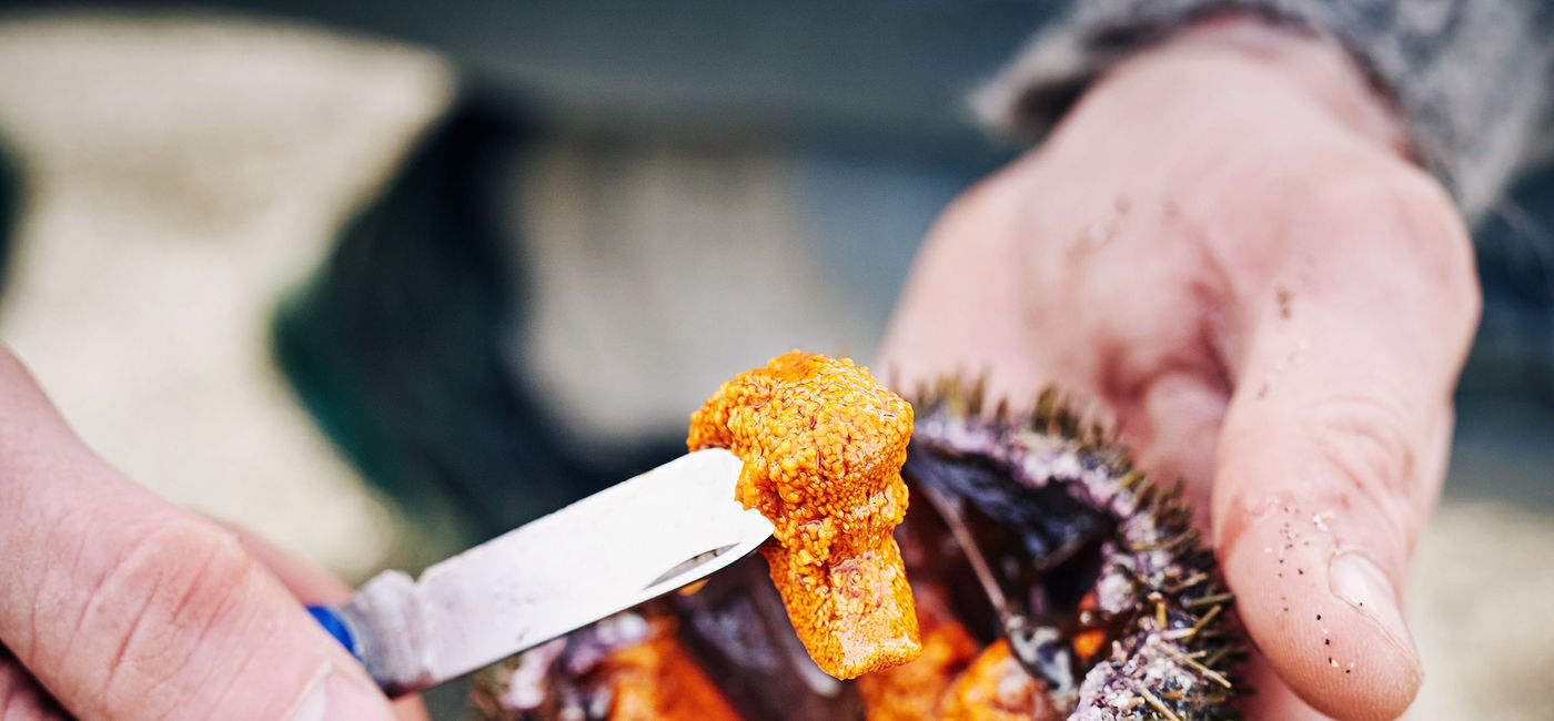 Image: A freshly caught sea urchin in the Faroe Islands, just one of the many types of seafood that are enjoyed there. (photo via Visit Faroe Islands) ((photo via Visit Faroe Islands))
