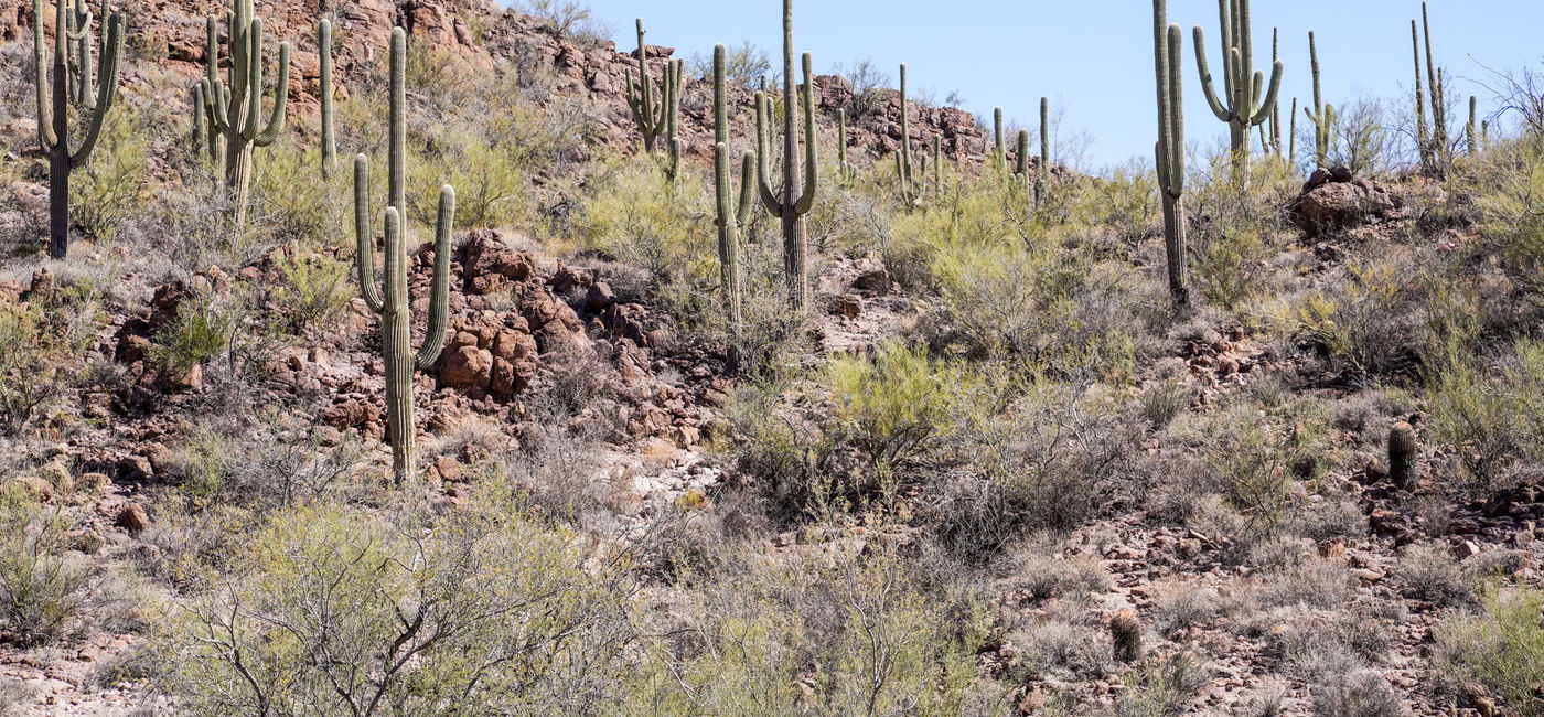 Image: Saguaro National Park, Arizona (Photo by Lauren Breedlove)