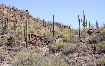 Saguaro National Park, Arizona