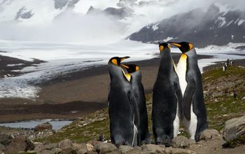 King Penguins, South Georgia and South Sandwich Islands