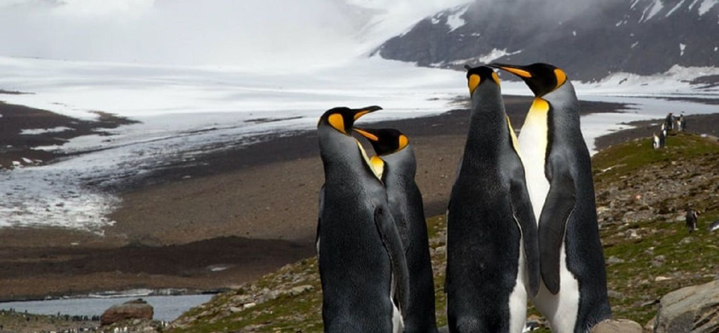 Image: King Penguins, South Georgia and South Sandwich Islands. (photo via Atlas Ocean Voyages)
