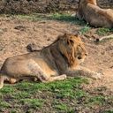 Lions at Kapama Game Reserve