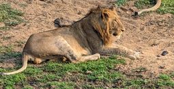 Lions at Kapama Game Reserve