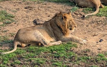 Lions at Kapama Game Reserve