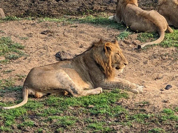 Lions at Kapama Game Reserve Lions at Kapama Game Reserve
