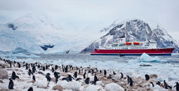 G Adventures, Antarctica, Antarctica expeditions, penguins, Antarctic wildlife