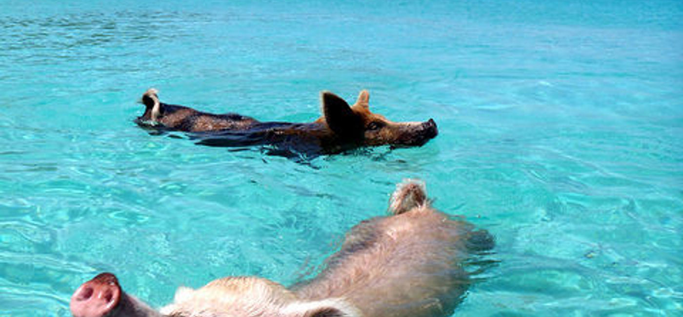 Image: PHOTO: Pigs swimming in Exuma, Bahamas. (Photo via Flickr/cdorobek)