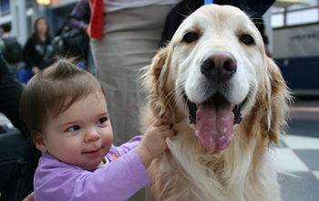 UNA_Comfort_Dogs