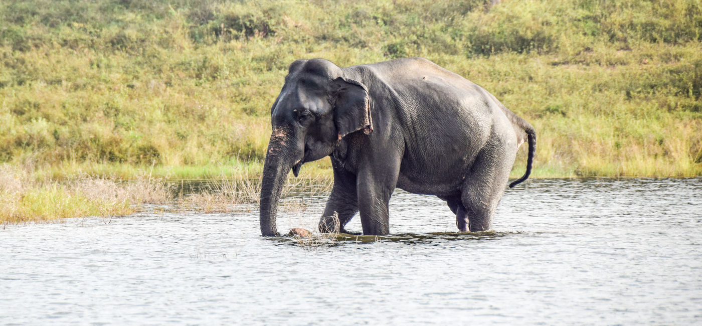 Image: PHOTO: Elephant Safari, Sri Lanka. (Photo by Lauren Breedlove)
