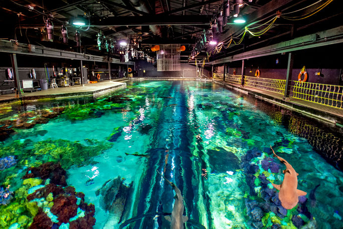 SeaWorld, sharks, aquariums, backstage, access, insider, exclusive, up-close, feeding, area, platform