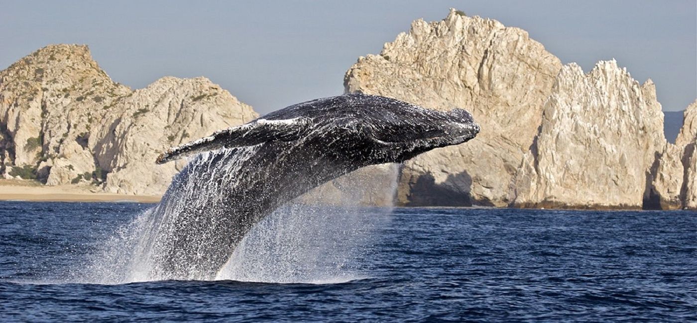 Image: Los Cabos ofrece gran conexión con la naturaleza. Una de ellas es el avistamiento de ballenas. (photo: Los Cabos Tourism).