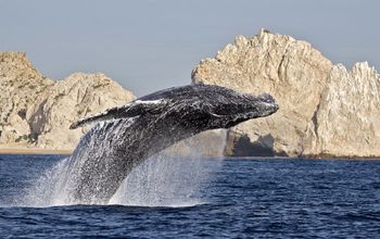 Los Cabos ofrece gran conexión con la naturaleza. Una de ellas es el avistamiento de ballenas. (photo: Los Cabos Tourism).