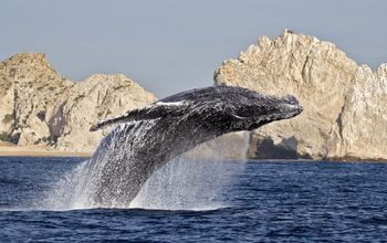 Los Cabos ofrece gran conexi&#243;n con la naturaleza. Una de ellas es el avistamiento de ballenas. (photo: Los Cabos Tourism).