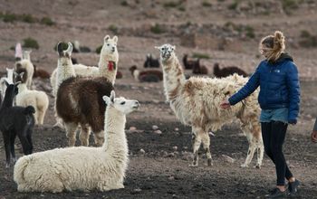 Tourist encountering llamas in Chile.