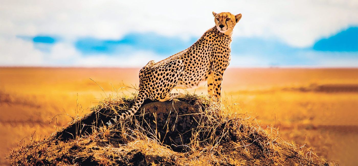 Image: A cheetah sits on a low rise. (photo via National Geographic Expeditions) ((photo via National Geographic Expeditions))