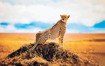Cheetah, safari, National Geographic Expeditions