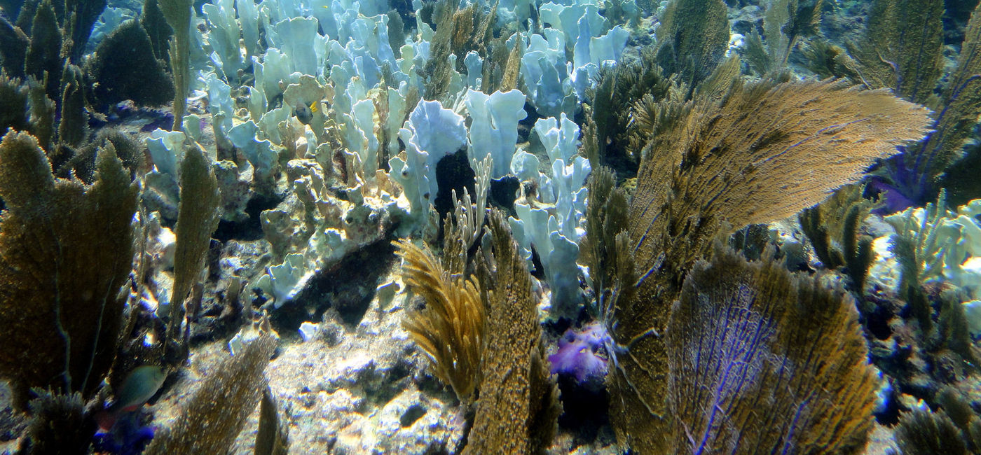 Image: PHOTO: Bleached coral reef (Photo via Flickr/Matt Kieffer)