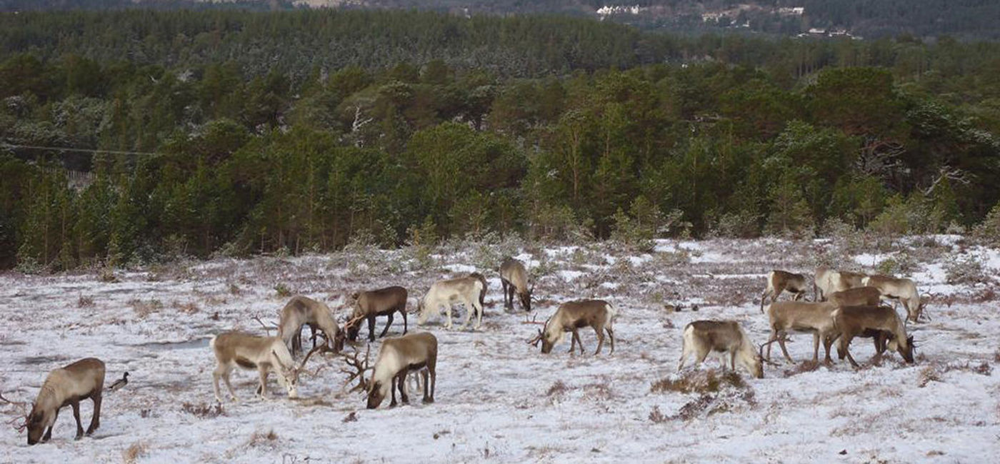 Image: Aviemore Scotland (Worldwide Scott)