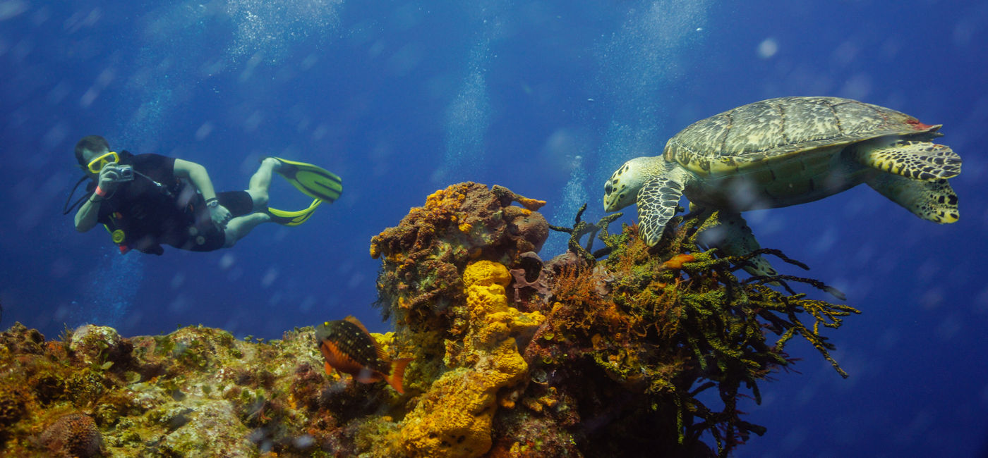 Image: The Caribbean offers the best places to enjoy the most beautiful marine ecosystems. (Cozumel Asociación de Hoteles)