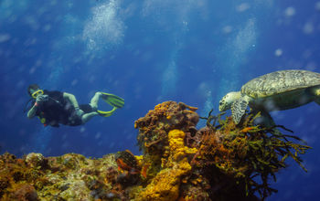 El arrecife de Cozumel est&#225; compuesto por mil 192 especies: algas, peces corales, equinodermos, esponjas y otras que son &#250;nicas en esta zona del Caribe mexicano.