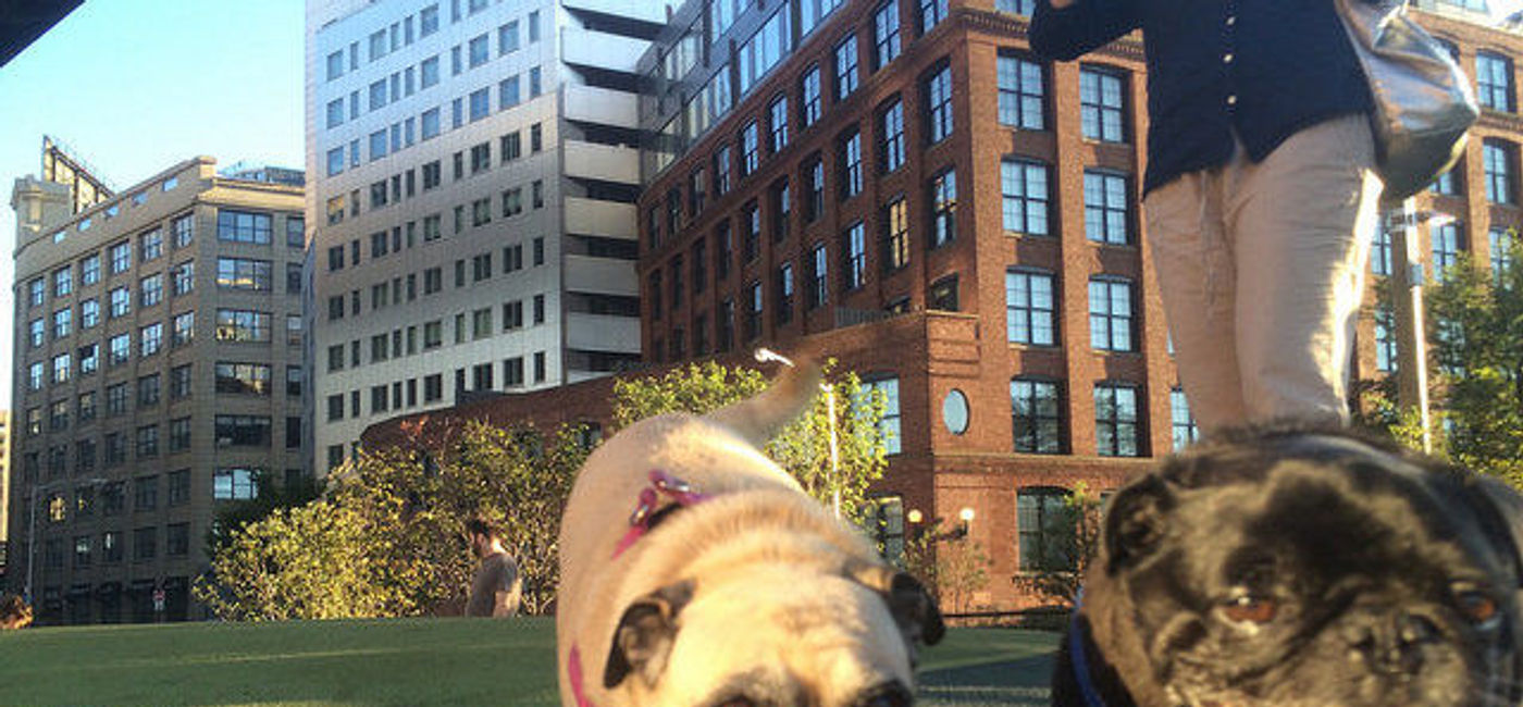Image: PHOTO: Pet owners are enraged over a little-known NYC law banning pet sitting. (photo via Flickr/Carlos Pacheco)
