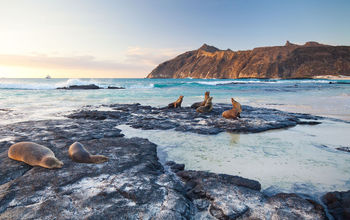 Sea lions, Galapagos, Galapagos Islands, San Cristobal, San Cristobal Island, animals, eco-tourism, Ecuador